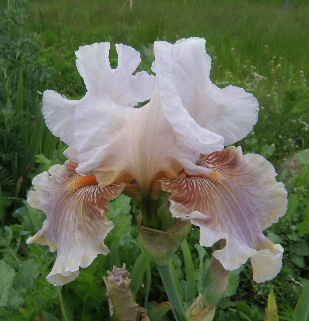 Photo of Tall Bearded Iris (Iris 'Ask a Lady') uploaded by IrisLilli