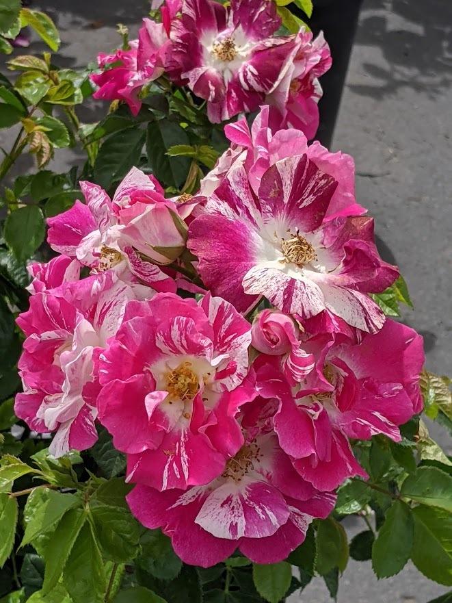 Photo of Rose (Rosa 'Purple Splash') uploaded by Joy