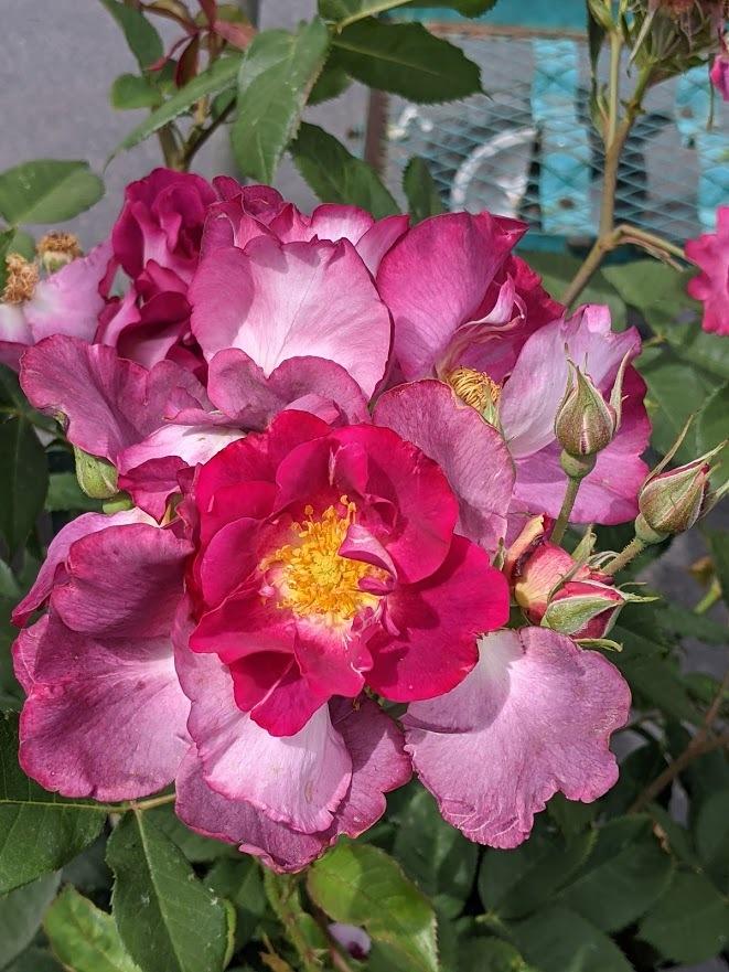Photo of Rose (Rosa 'Stormy Weather') uploaded by Joy