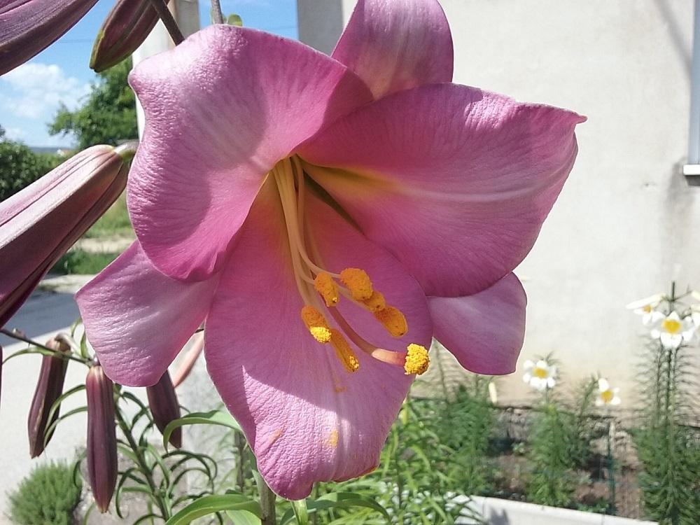 Photo of Lily (Lilium Pink Perfection) uploaded by Lucius93