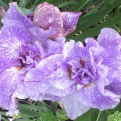 Location: Toronto, Ontario
Date: 2021-06-14
Siberian Iris (Iris 'Longfields Pink Parfait') in rains.