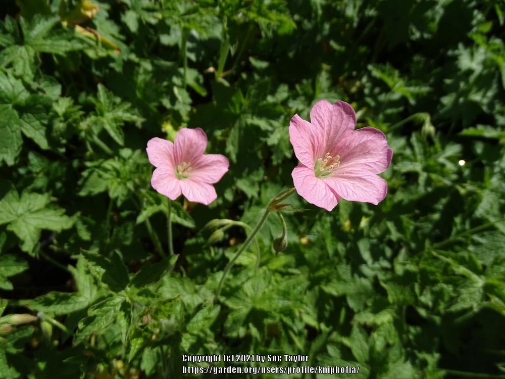 Photo of French Crane's-bill (Geranium 'Wargrave Pink') uploaded by kniphofia