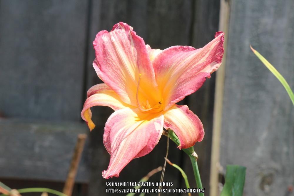 Photo of Daylily (Hemerocallis 'Pink Stripes') uploaded by pinkiris