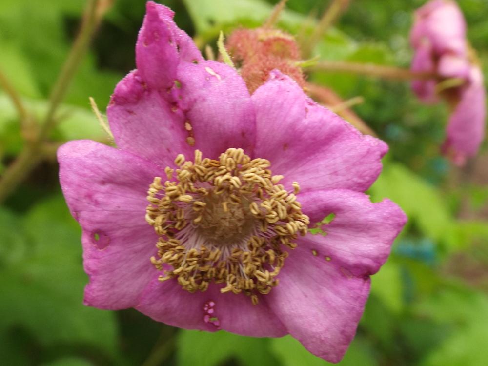 Photo of Purple-flowering raspberry (Rubus odoratus) uploaded by poisondartfrog