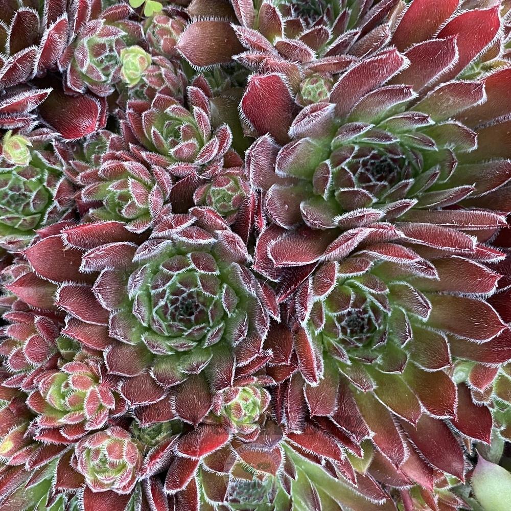 Photo of Hen and Chicks (Sempervivum 'Tamberlane') uploaded by springcolor