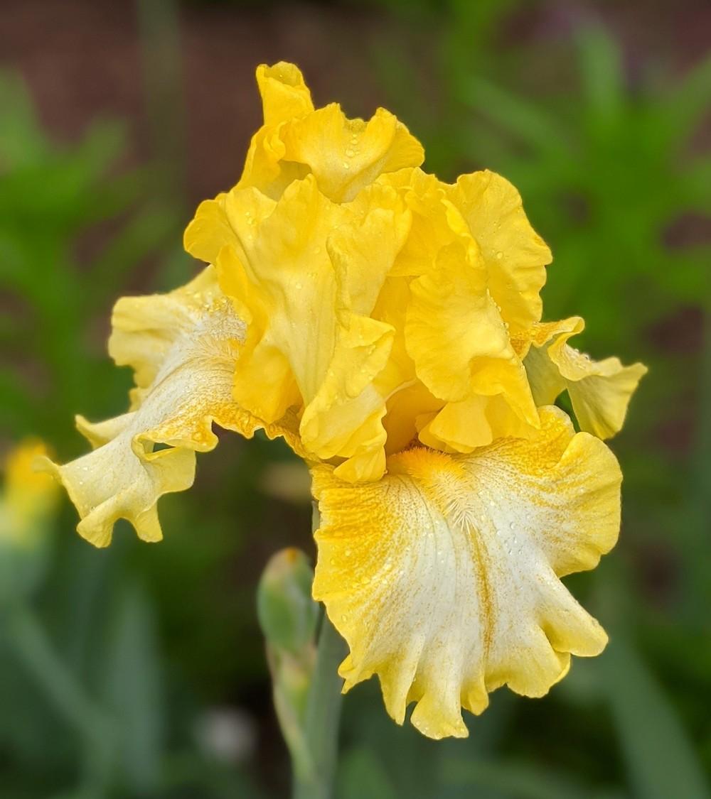 Photo of Tall Bearded Iris (Iris 'Lemon Dew') uploaded by Artsee1