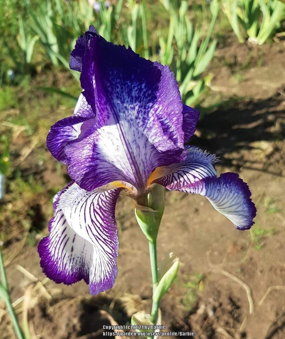 Photo of Tall Bearded Iris (Iris 'Circus Stripes') uploaded by Barbie