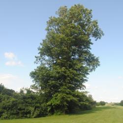 Location: Coatesville, Pennsylvania
Date: 2021-06-15
old large tree