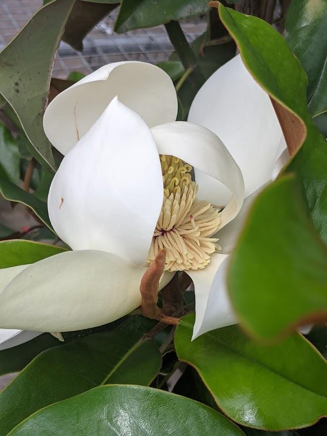 Photo of Southern Magnolia (Magnolia grandiflora 'Little Gem') uploaded by Joy
