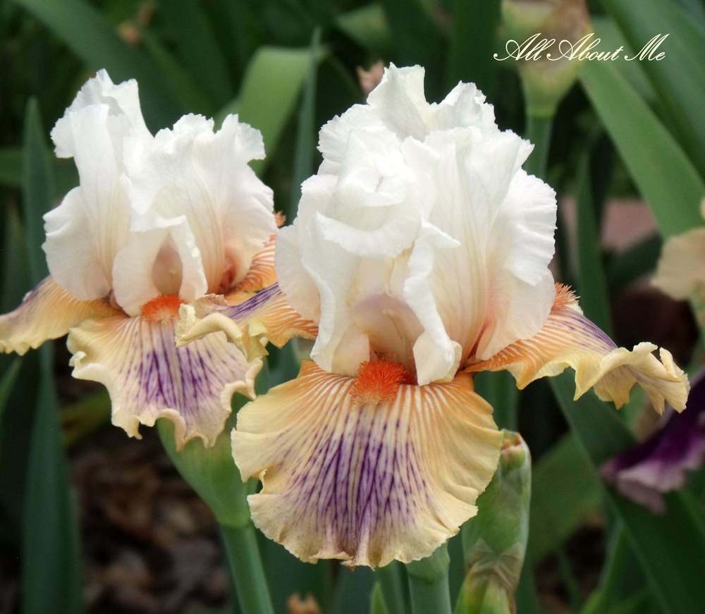 Photo of Tall Bearded Iris (Iris 'All About Me') uploaded by Ladylovingdove