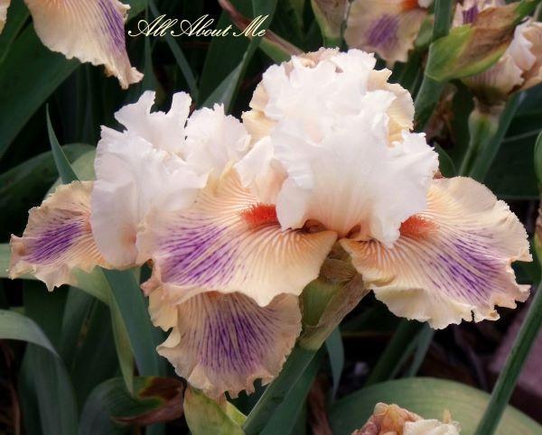 Photo of Tall Bearded Iris (Iris 'All About Me') uploaded by Ladylovingdove
