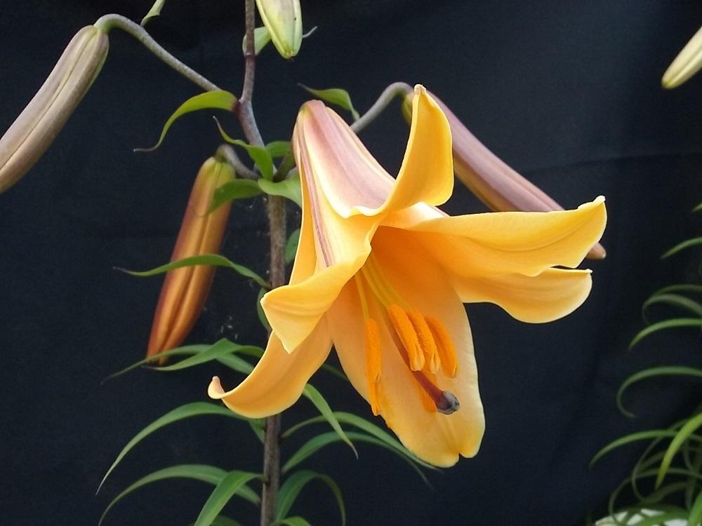 Photo of Lily (Lilium African Queen) uploaded by Lucius93