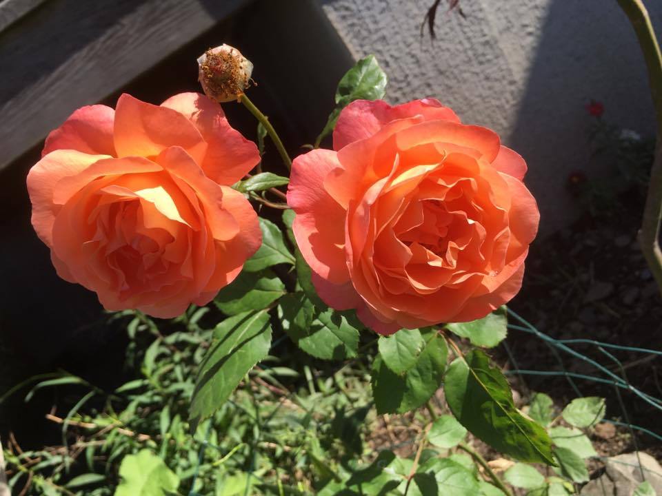 Photo of Rose (Rosa 'Lady Emma Hamilton') uploaded by eyrelle