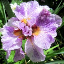 Location: Toronto, Ontario
Date: 2021-06-16
Siberian Iris (Iris 'Longfields Pink Parfait').