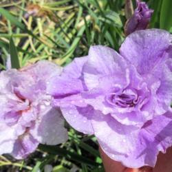 Location: Toronto, Ontario
Date: 2021-06-16
Siberian Iris (Iris 'Longfields Pink Parfait').