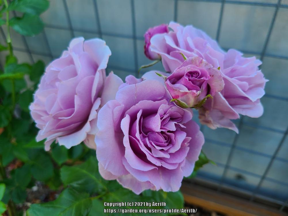 Photo of Rose (Rosa 'Fragrant Lavender Simplicity') uploaded by Aerith