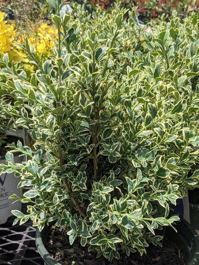 Photo of Variegated Boxwood (Buxus sempervirens 'Variegata') uploaded by Joy