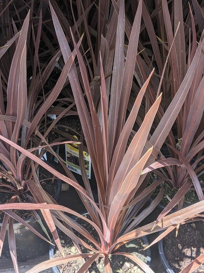 Photo of Cabbage Tree (Cordyline australis 'Red Star') uploaded by Joy