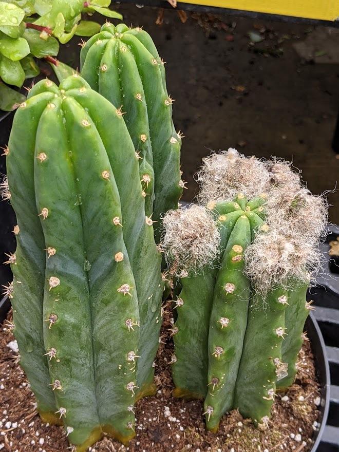 Photo of San Pedro Cactus (Trichocereus macrogonus var. pachanoi) uploaded by Joy