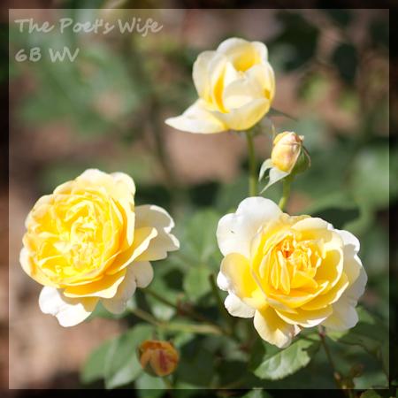 Photo of Rose (Rosa 'The Poet's Wife') uploaded by MichelleB675