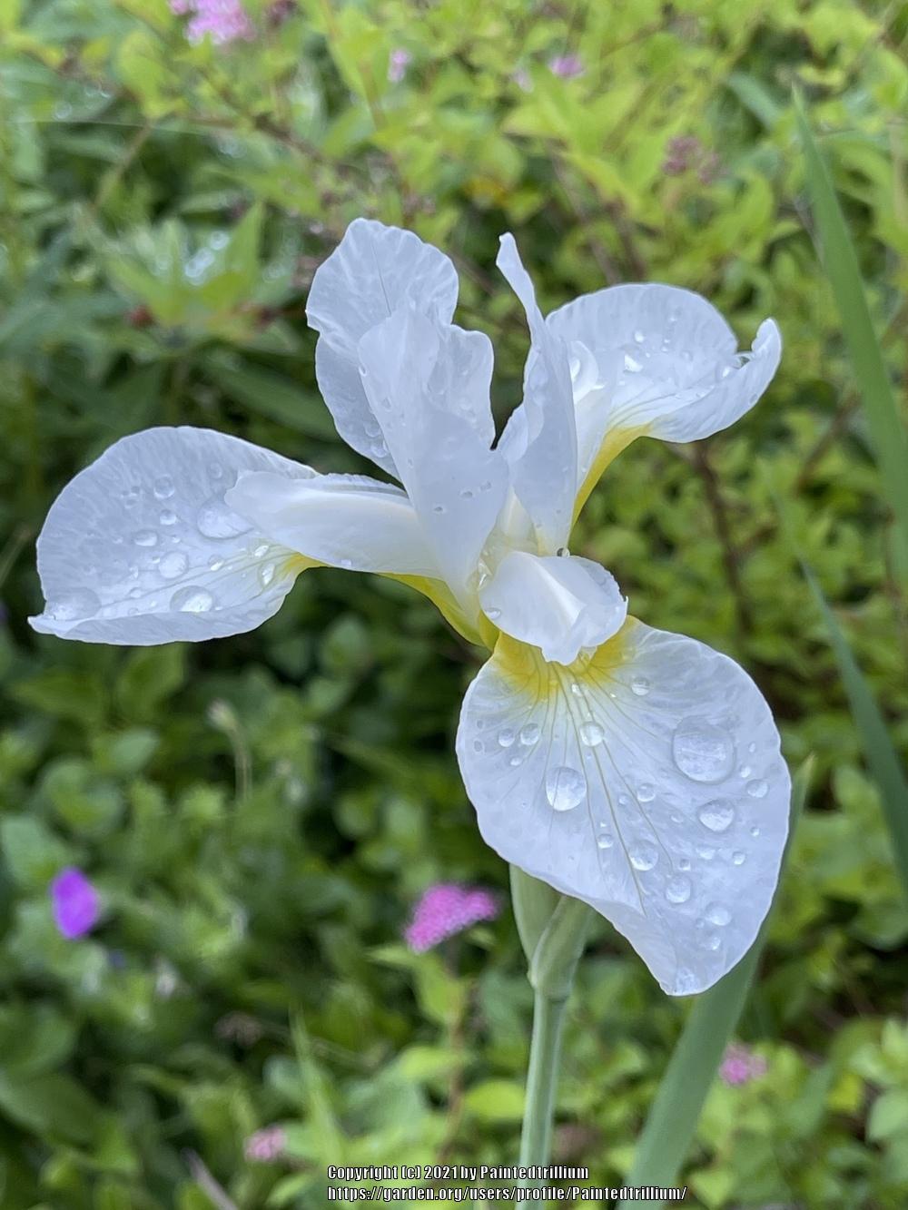 Photo of Siberian Iris (Iris 'Fourfold White') uploaded by Paintedtrillium