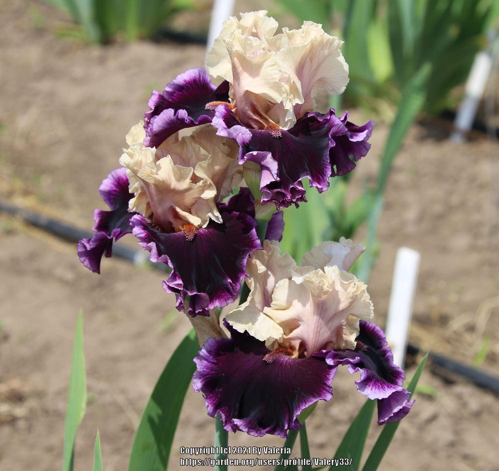 Photo of Tall Bearded Iris (Iris 'Deeper Meaning') uploaded by Valery33