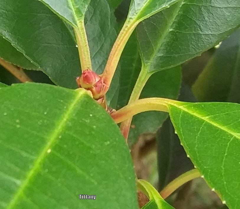 Photo of Red-Tipped Photinia (Photinia 'Fraseri') uploaded by purpleinopp