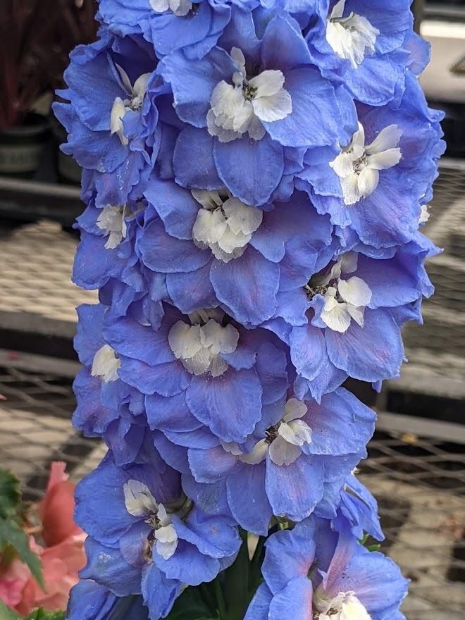 Photo of Candle Delphinium (Delphinium elatum Aurora™ Blue) uploaded by Joy