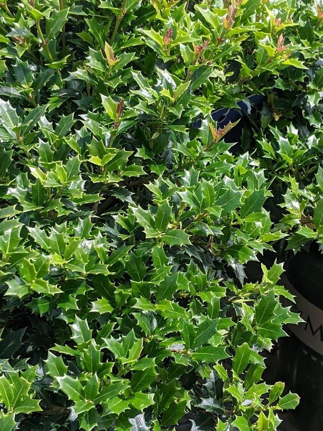 Photo of False Holly (Osmanthus heterophyllus) uploaded by Joy