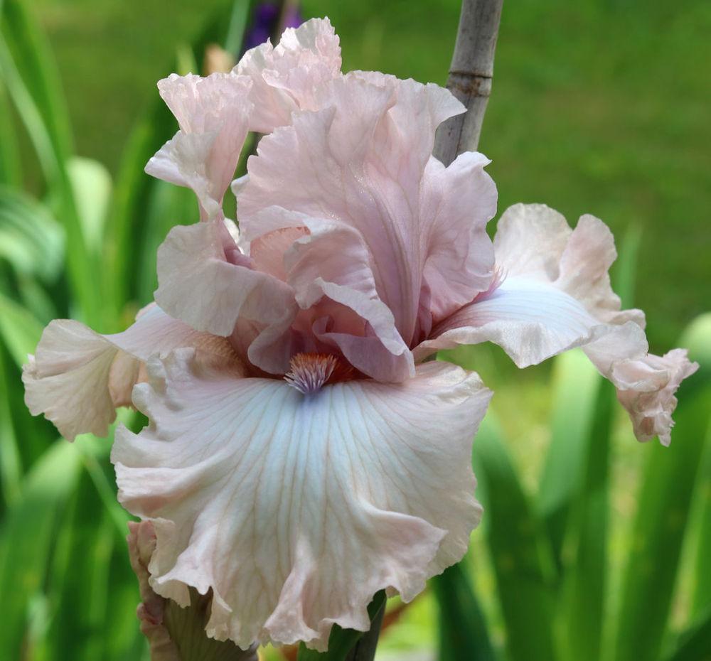 Photo of Tall Bearded Iris (Iris 'Marital Bliss') uploaded by MShadow