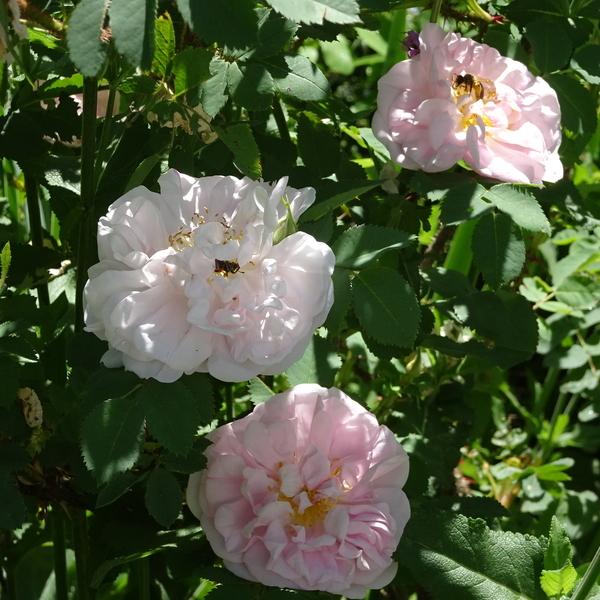 Photo of Rose (Rosa 'Amelia') uploaded by Orsola