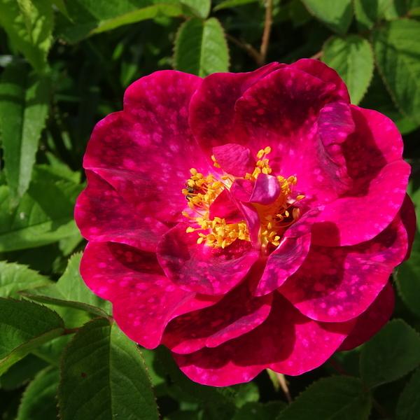 Photo of Rose (Rosa 'Alain Blanchard') uploaded by Orsola