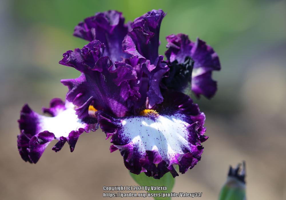 Photo of Tall Bearded Iris (Iris 'Marry the Night') uploaded by Valery33