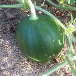 Location: Augusta GA
Date: 2021-06-19
young melon