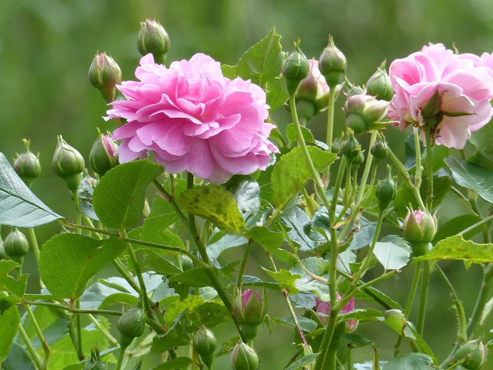 Photo of Rose (Rosa 'Lavender Lassie') uploaded by mbotanas