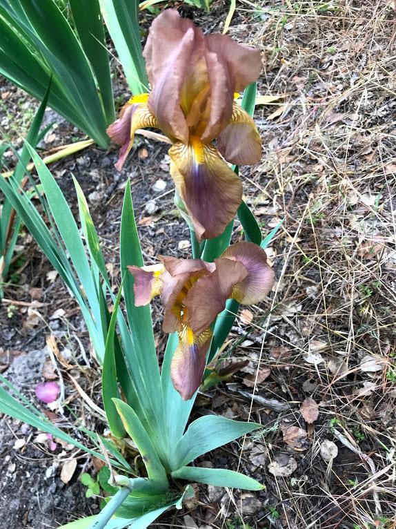 Photo of Tall Bearded Iris (Iris 'Sandalwood') uploaded by pmpauley