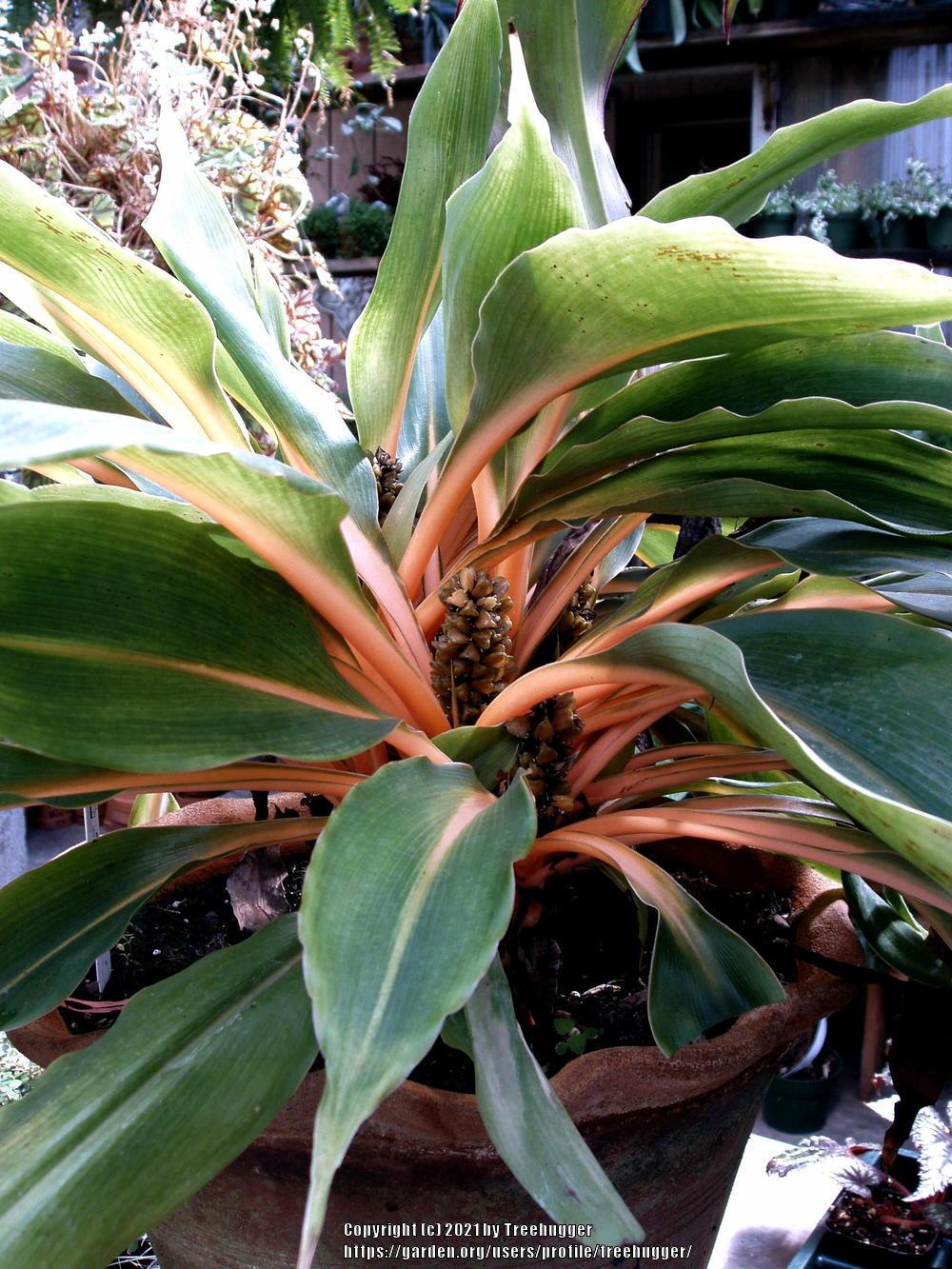Photo of Sierra Leone Lily (Chlorophytum 'Fireflash') uploaded by treehugger