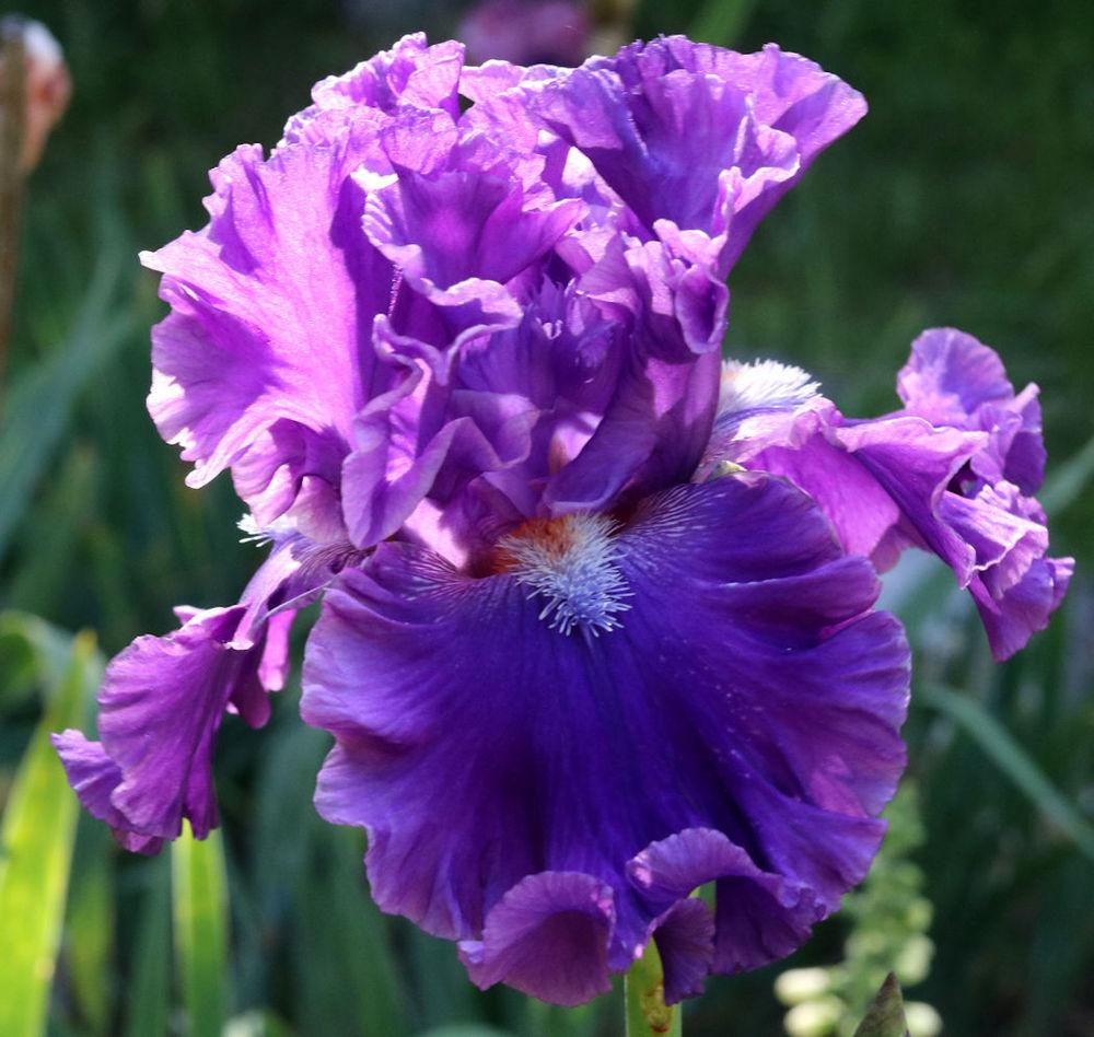 Photo of Tall Bearded Iris (Iris 'Go for the Gusto') uploaded by MShadow