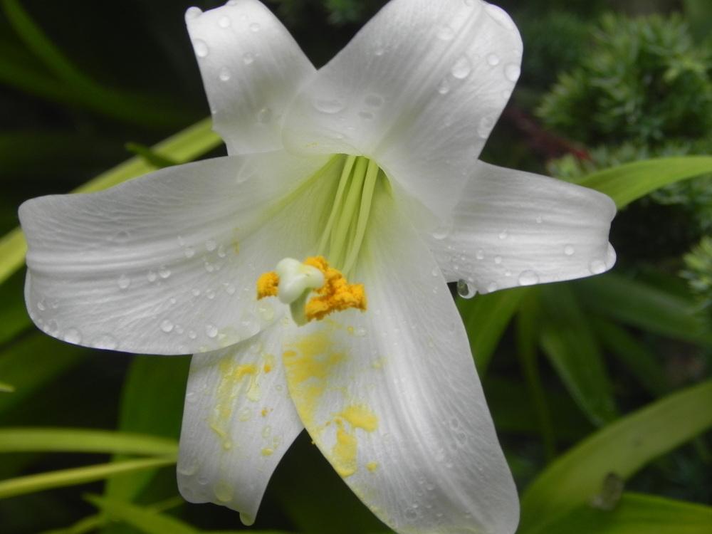 Photo of Lily (Lilium longiflorum) uploaded by SL_gardener