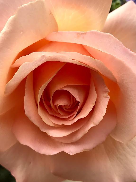 Photo of Hybrid Tea Rose (Rosa 'Chandos Beauty') uploaded by pmpauley