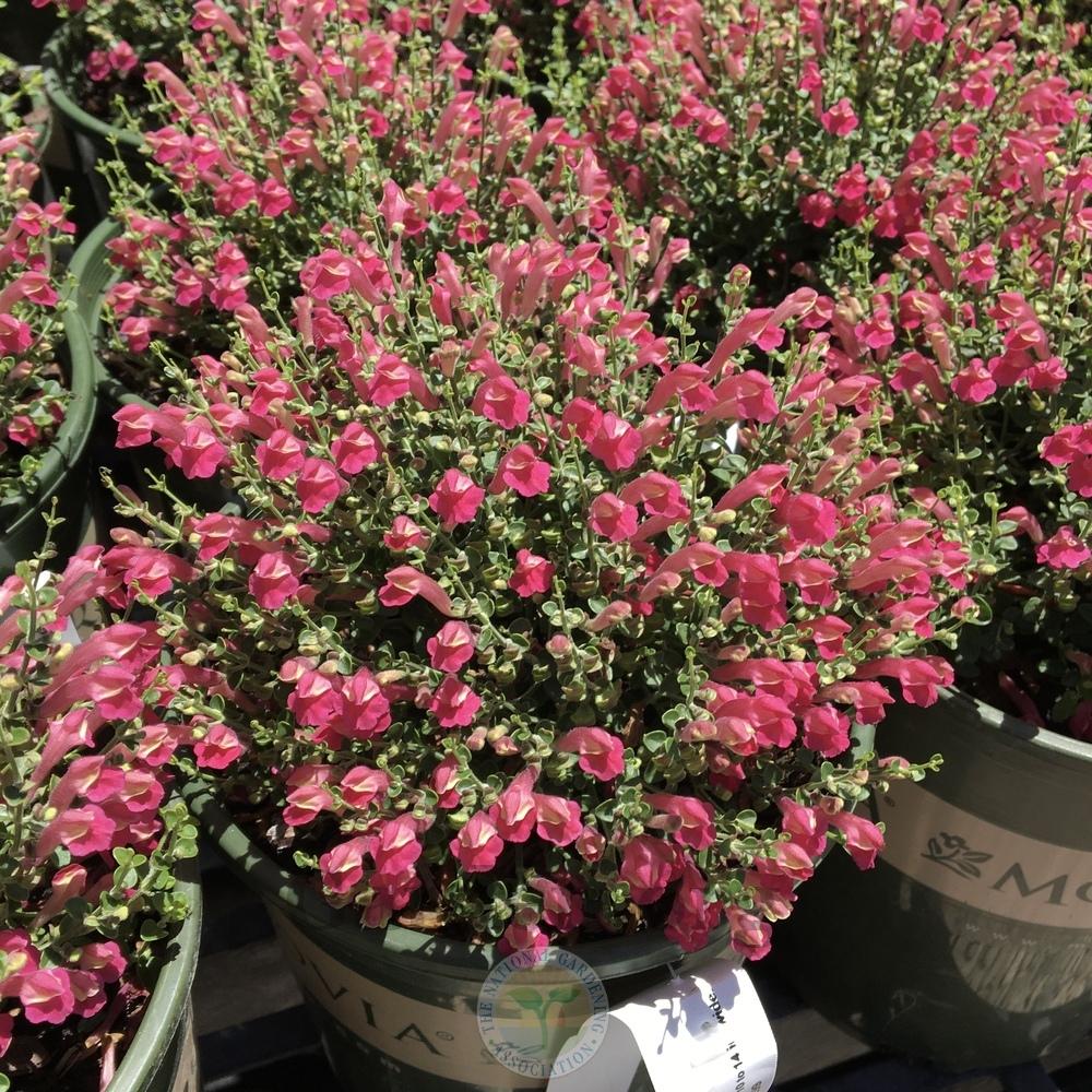 Photo of Pink Texas Skullcap (Scutellaria suffrutescens) uploaded by BlueOddish