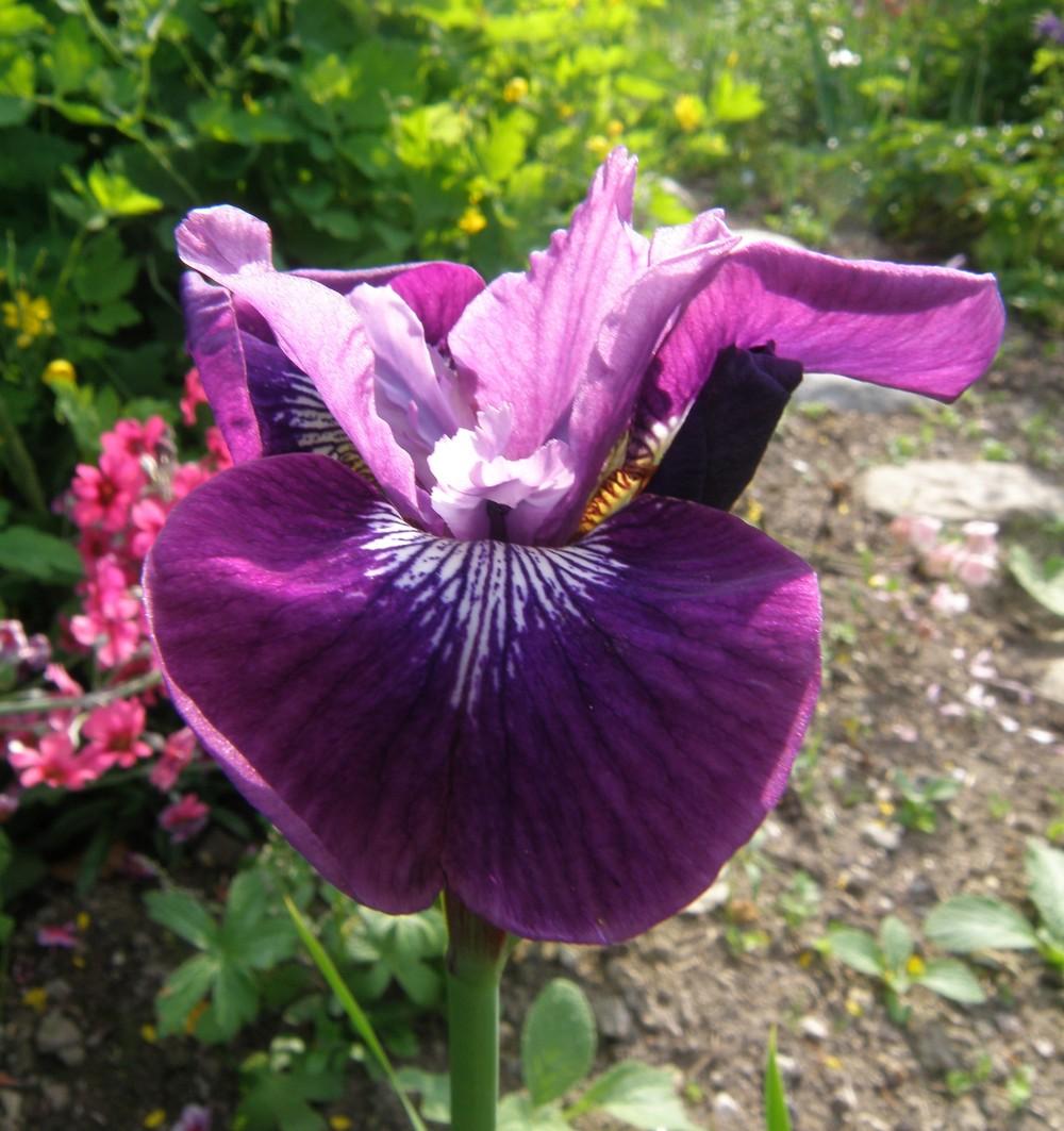 Photo of Siberian Iris (Iris 'Lady Vanessa') uploaded by IrisLilli