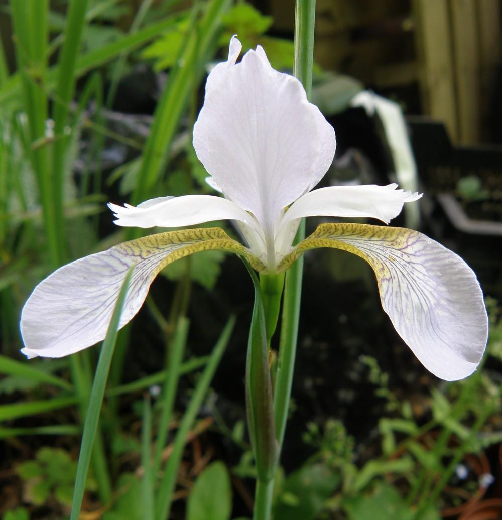 Photo of Siberian Iris (Iris 'Mrs. Rowe') uploaded by IrisLilli