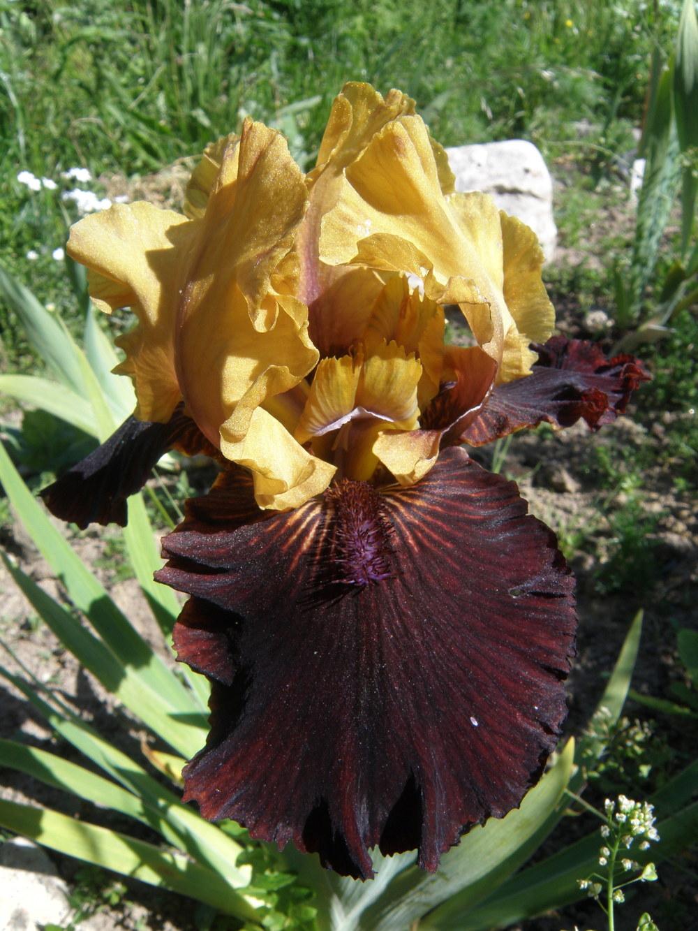 Photo of Intermediate Bearded Iris (Iris 'Eye Wonder') uploaded by IrisLilli