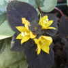 Bright yellow blooms offset dark chocolate foliage