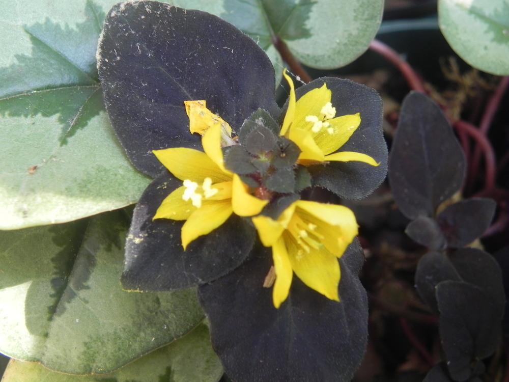 Photo of Dense-Flowered Loosestrife (Lysimachia congestiflora 'Persian Chocolate') uploaded by SL_gardener