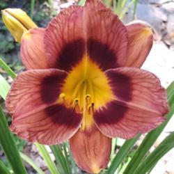 Location: Wood County Texas
Date: 2021-06-20
I have had this historic daylily for 15+ years purchased at Gulf 