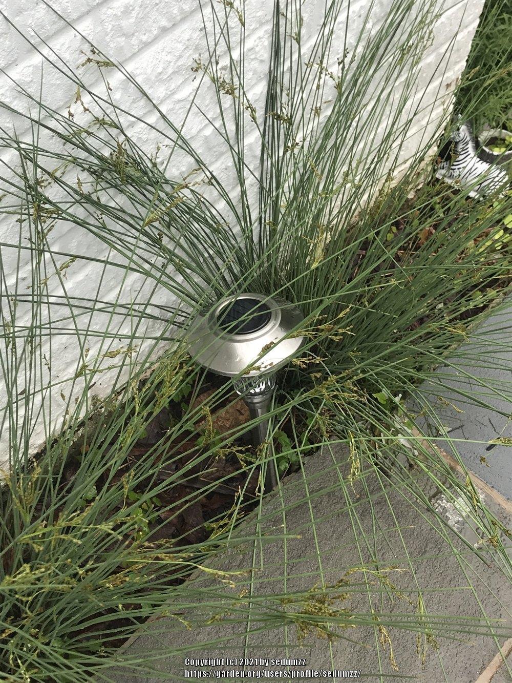Photo of Corkscrew Rush (Juncus decipiens subsp. decipiens) uploaded by sedumzz