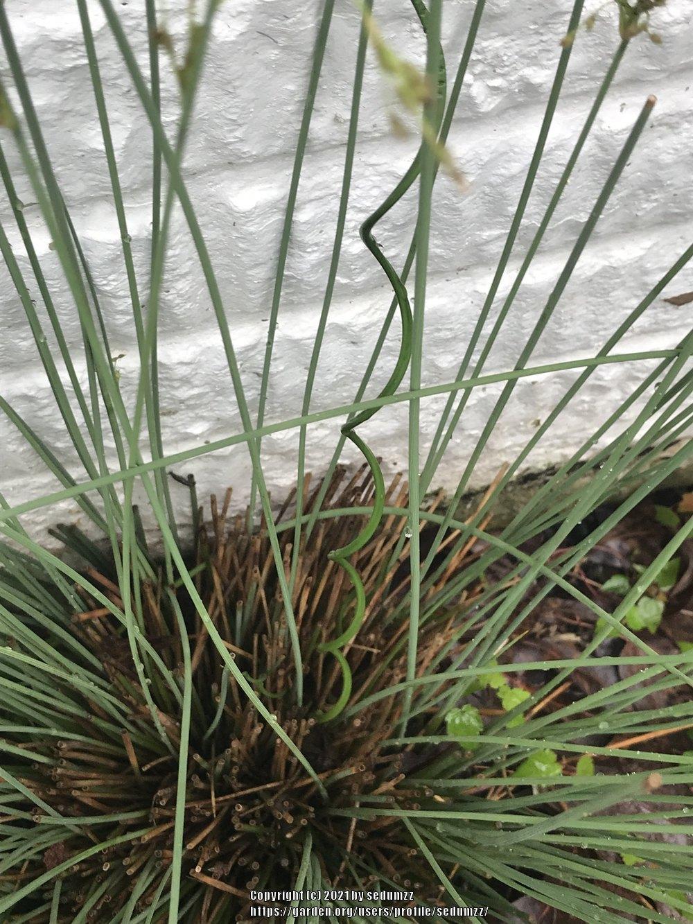 Photo of Corkscrew Rush (Juncus decipiens subsp. decipiens) uploaded by sedumzz