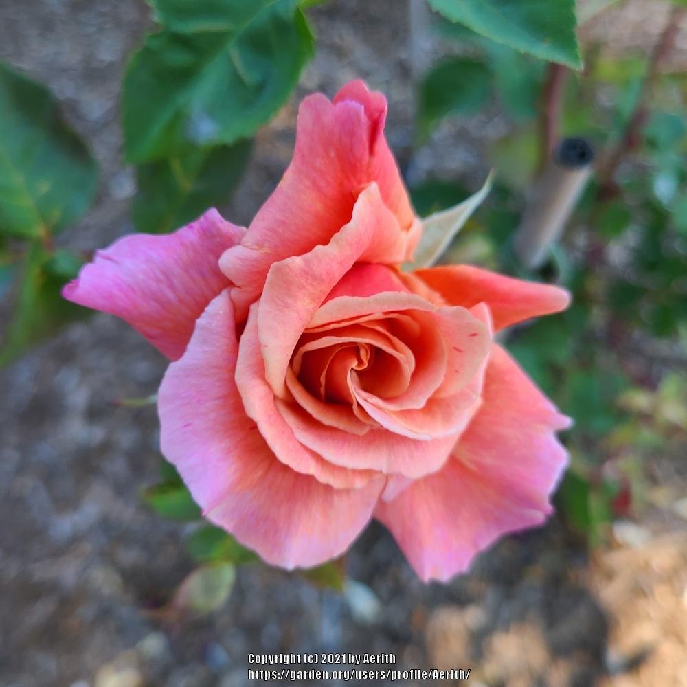 Photo of Rose (Rosa 'Apricot Queen') uploaded by Aerith